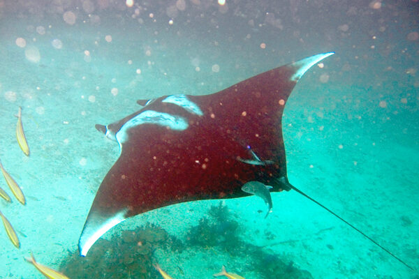 Manta Vatozu Manta birostris
