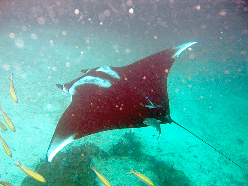 Manta Vatozu Manta birostris