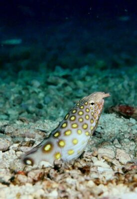 Many-eyed Snake-eel (Ophichthus polyophthalmus) |commons:File:Ophichthus polyophthalmus or many-eyed snake eel taken in indo-pacific.jpg