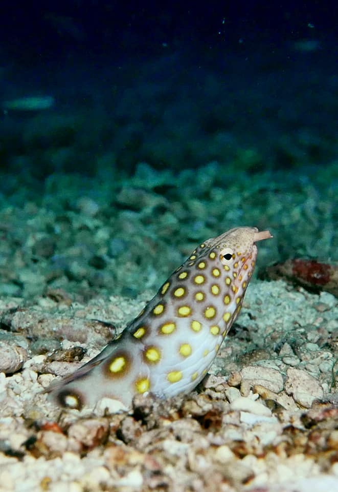 Many-eyed Snake-eel (Ophichthus polyophthalmus) |commons:File:Ophichthus polyophthalmus or many-eyed snake eel taken in indo-pacific.jpg