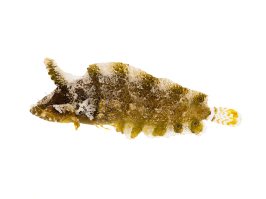 Marbled Blenny (Paraclinus marmoratus) |commons:File:Paraclinus marmoratus 466025731.jpg