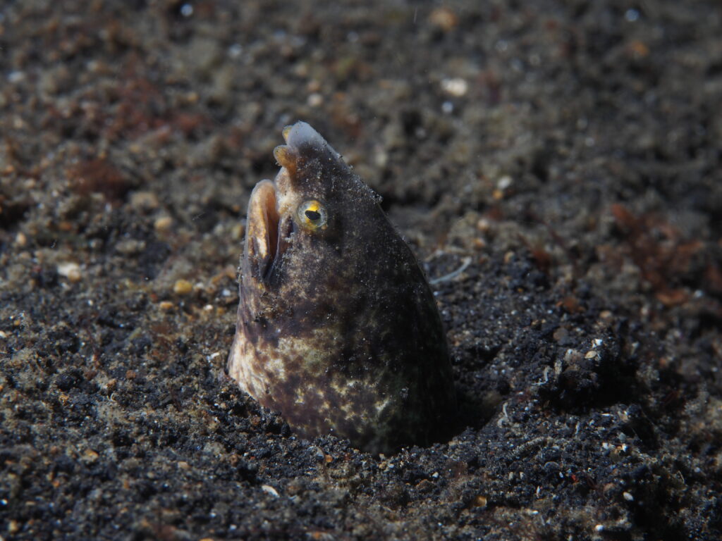 Marbled Snake Eel (Callechelys marmorata) |commons:File:Marbled Snake Eel (Callechelys marmorata) (14225883120).jpg
