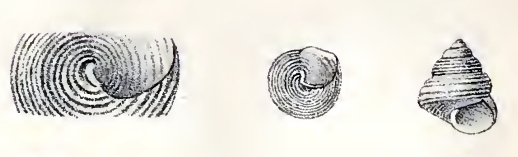 Margarita Snail Margarites pupillus