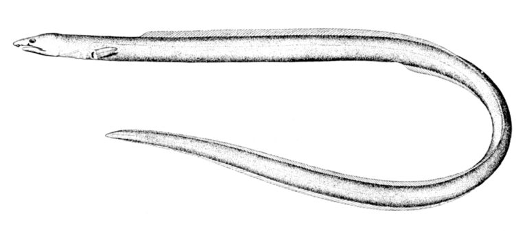 margined snake eel (Ophichthus cruentifer) |commons:File:Ophichthus cruentifer.jpg