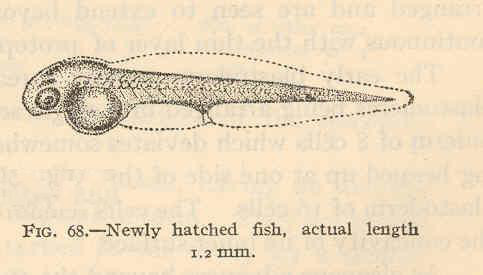Marked Goby (Ctenogobius stigmaticus) |commons:File:FMIB 40369 Ctenogobius stigmaticus - Newly hatched fish, actual length 12 mm.jpeg
