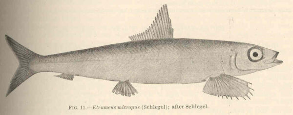 Market Sardine (Etrumeus micropus) |commons:File:FMIB 42370 Etrumeus micropus (Schlegel).jpeg