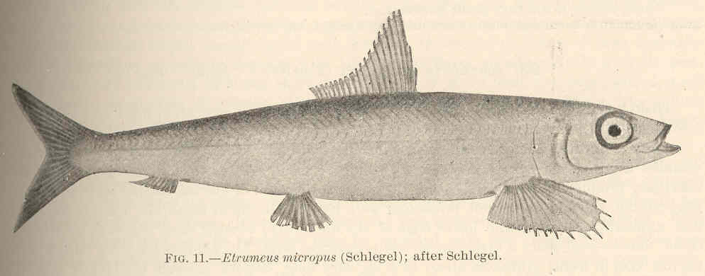 Market Sardine (Etrumeus micropus) |commons:File:FMIB 42370 Etrumeus micropus (Schlegel).jpeg