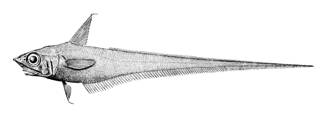 Marlin-spike (Nezumia bairdii) |commons:File:Nezumia bairdii.jpg