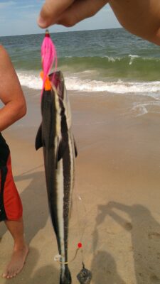 Marlinsucker (Remora osteochir) |commons:File:Remora osteochir.jpg