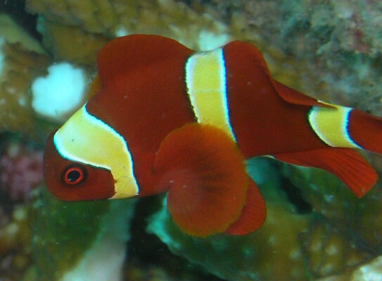 Maroon Clownfish (Premnas biaculeatus) |commons:File:Premnas biaculeatus, Andamán 2.jpg
