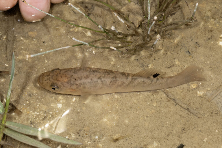 marsh killifish (Fundulus confluentus) |commons:File:Fundulus confluentus 342454521.jpg