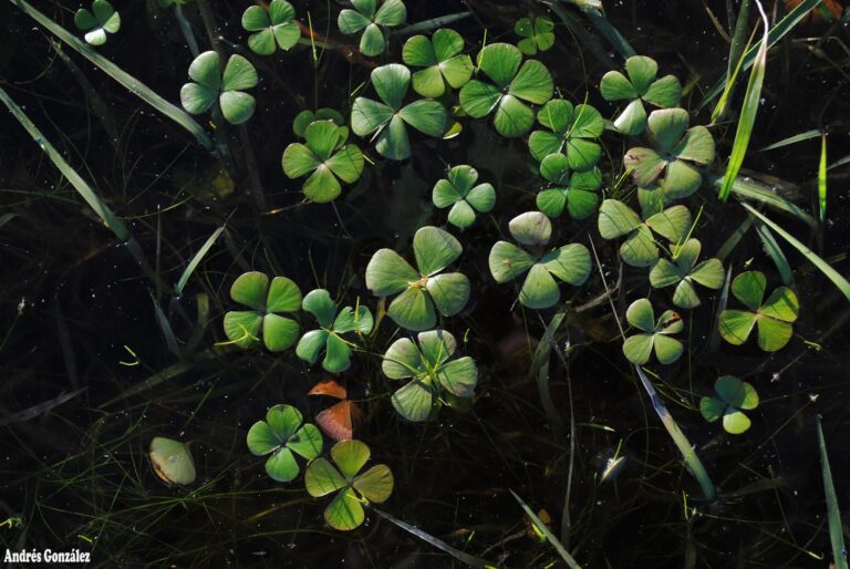 Marsilea Ancylopoda (Marsilea ancylopoda) |commons:File:Marsilea ancylopoda- Soriano, Palmar, Bañados al margen del Río Negro 1.jpg