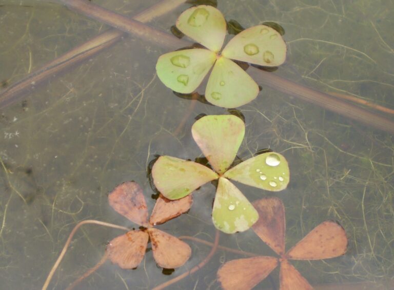 Marsilea Crenata (Marsilea crenata) |commons:File:Marsilea crenata.JPG