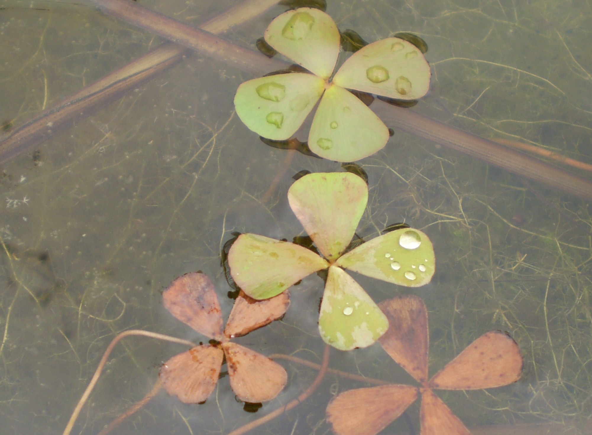 Marsilea Crenata (Marsilea crenata) |commons:File:Marsilea crenata.JPG