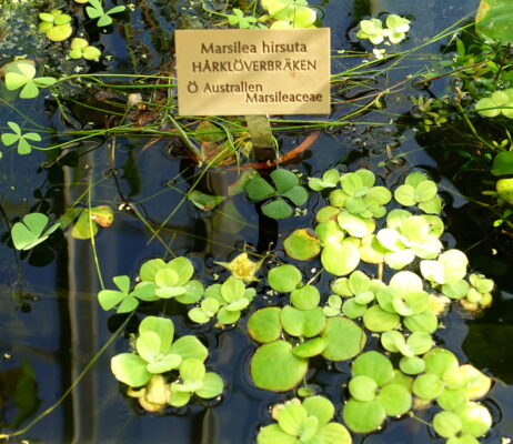 Marsilea Hirsuta (Marsilea hirsuta) |commons:File:Marsilea hirsuta - Victoriahuset, Bergianska trädgården - Stockholm, Sweden - DSC00253.JPG