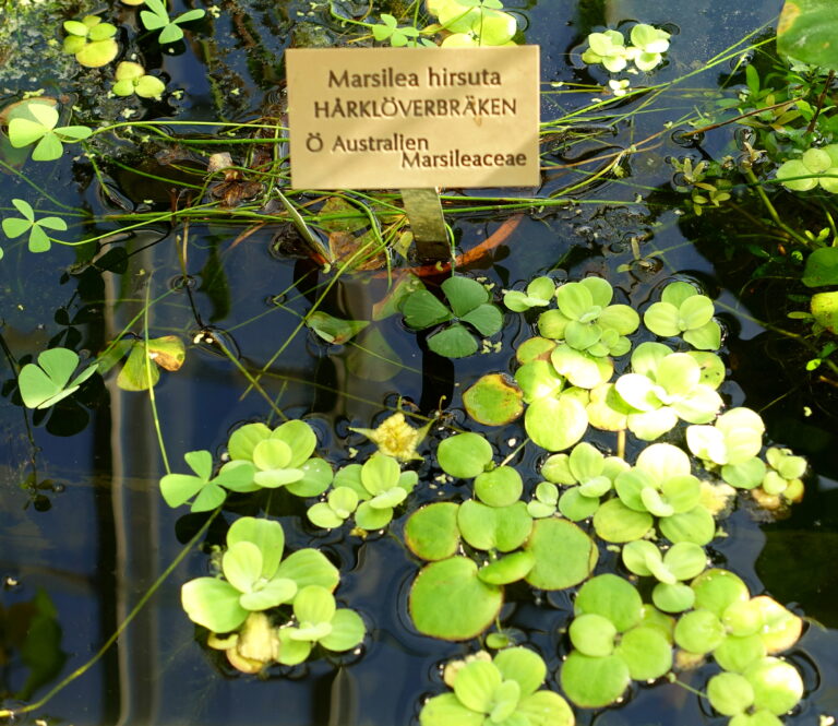 Marsilea Hirsuta (Marsilea hirsuta) |commons:File:Marsilea hirsuta - Victoriahuset, Bergianska trädgården - Stockholm, Sweden - DSC00253.JPG