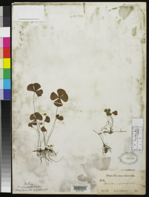 Marsilea Macropoda (Marsilea macropoda) |commons:File:Marsilea macropoda Engelm nmnhbotany 2085089 NMNH-00067463.jpg