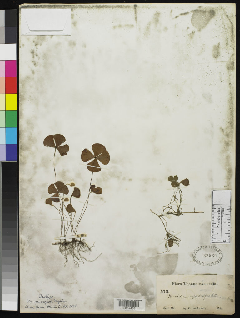 Marsilea Macropoda (Marsilea macropoda) |commons:File:Marsilea macropoda Engelm nmnhbotany 2085089 NMNH-00067463.jpg