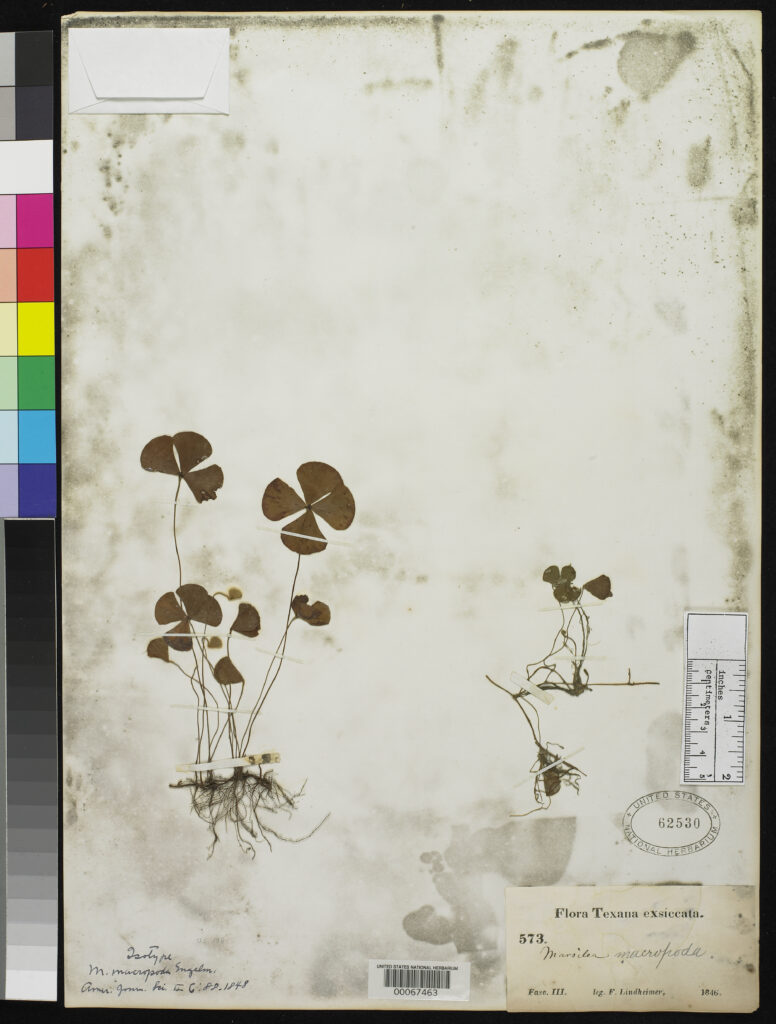 Marsilea Macropoda (Marsilea macropoda) |commons:File:Marsilea macropoda Engelm nmnhbotany 2085089 NMNH-00067463.jpg