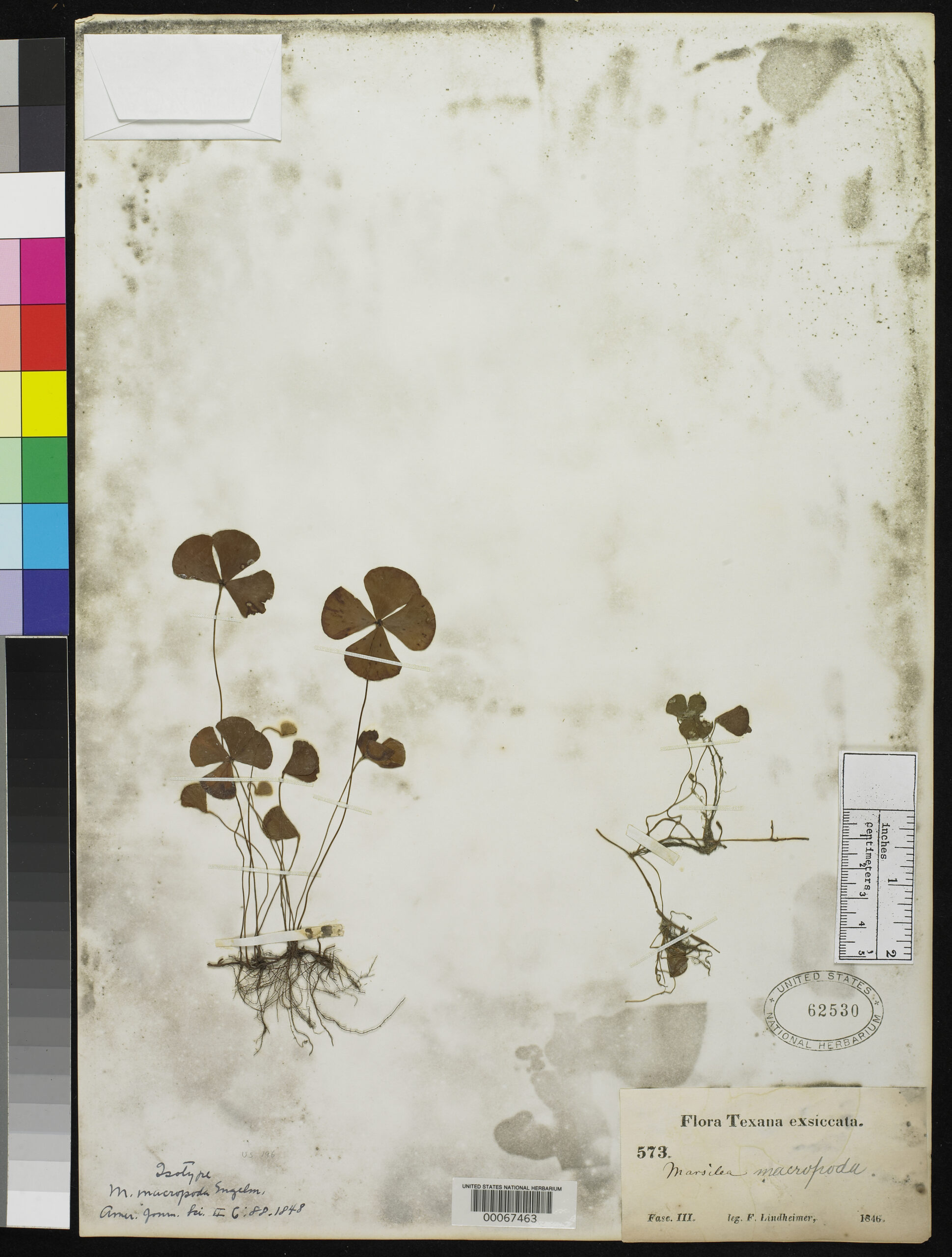 Marsilea Macropoda (Marsilea macropoda) |commons:File:Marsilea macropoda Engelm nmnhbotany 2085089 NMNH-00067463.jpg