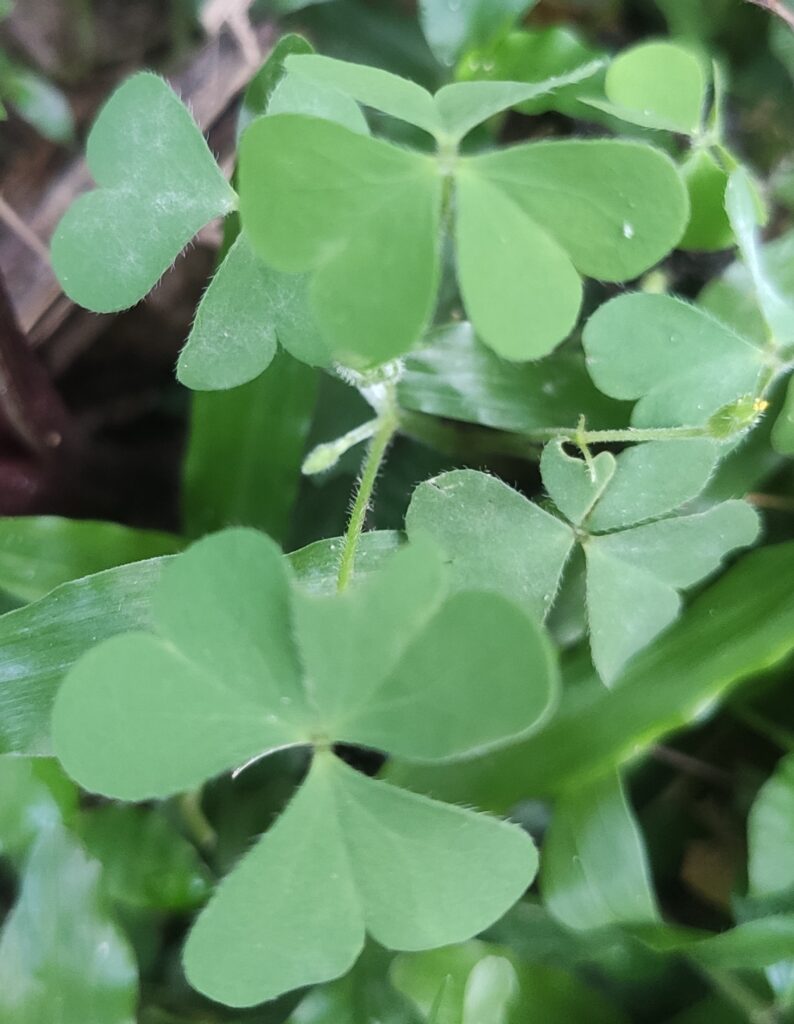Marsilea Minuta (Marsilea minuta) |commons:File:'Tengesi Tenga' or Marsilea minuta, Dwarf waterclover.jpg