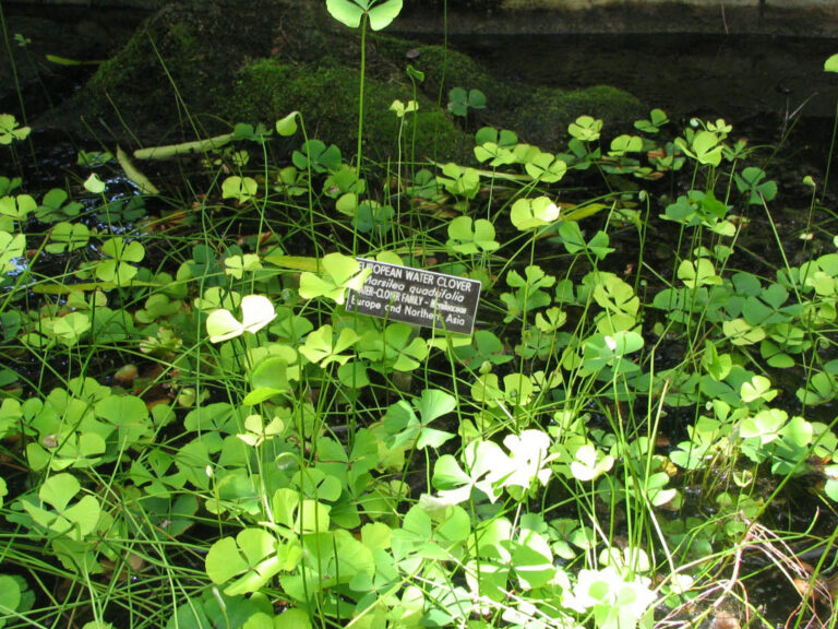 Marsilea Quadrifolia (Marsilea quadrifolia) |commons:File:Marsilea quadrifolia - European water clover.jpg