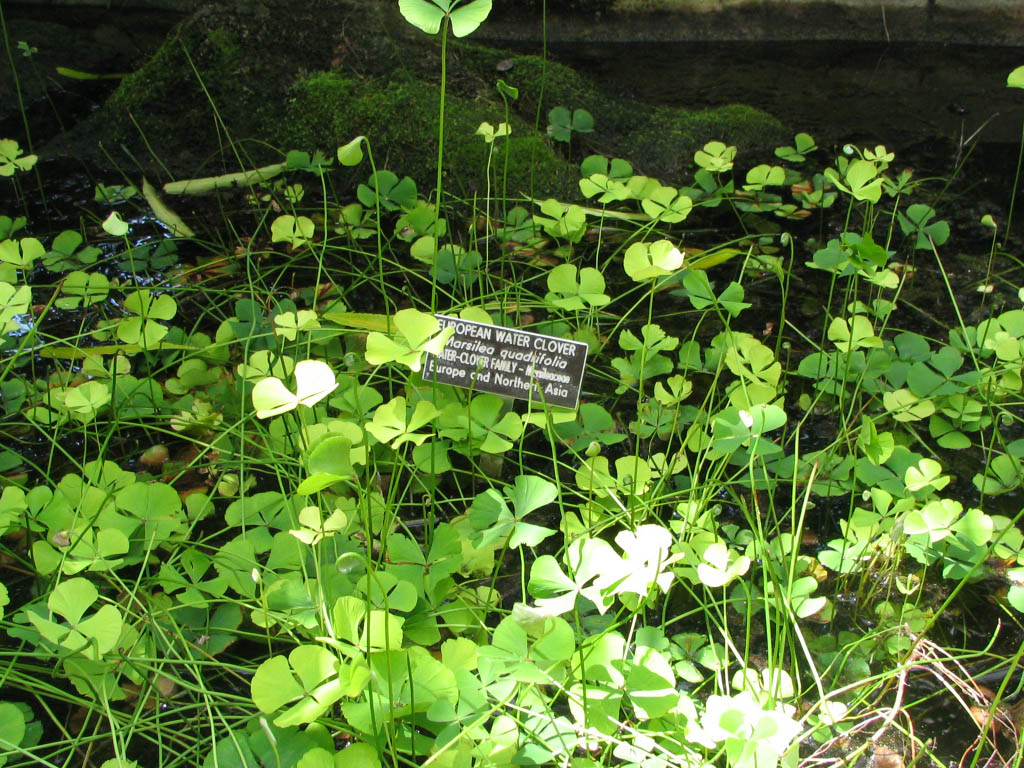Marsilea Quadrifolia (Marsilea quadrifolia) |commons:File:Marsilea quadrifolia - European water clover.jpg