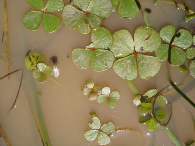 Marsilea Strigosa (Marsilea strigosa) |commons:File:Marsilea strigosa.JPG