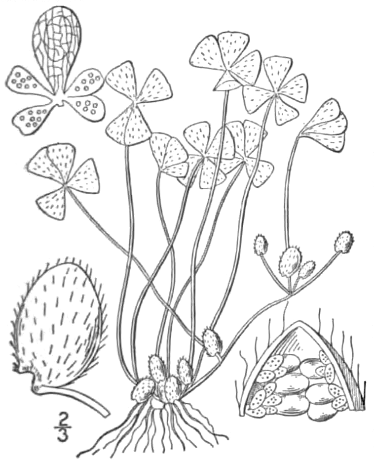 Marsilea Vestita (Marsilea vestita) |commons:File:BB-0086 Marsilea vestita.png