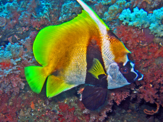 Masked Bannerfish (Heniochus monoceros) |commons:File:Chaetodontidae - Heniochus monoceros.jpg
