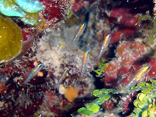 Masked Goby (Coryphopterus personatus) |commons:File:Coryphopterus personatus.jpg