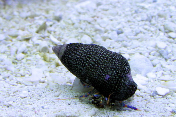 Mavi Bacaklı Hermit Clibanarius tricolor