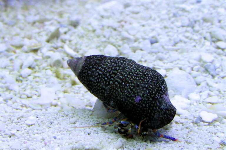 Mavi Bacaklı Hermit Clibanarius tricolor