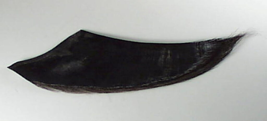 Mavi Balina Balaenoptera musculus