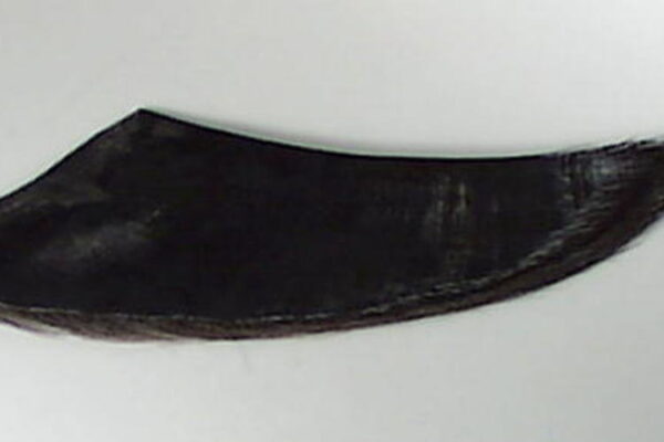 Mavi Balina Balaenoptera musculus