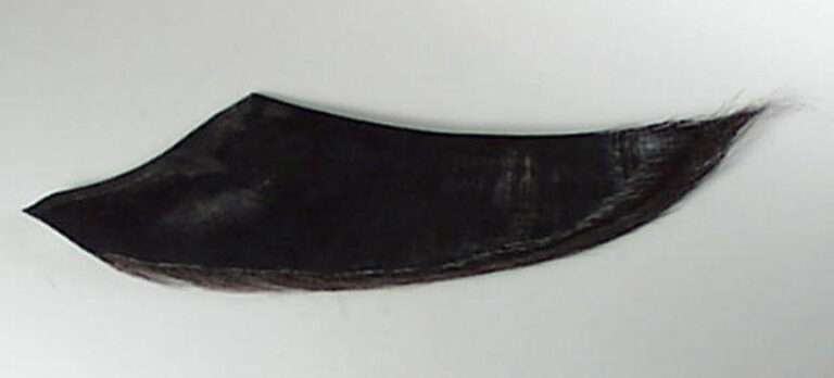 Mavi Balina Balaenoptera musculus