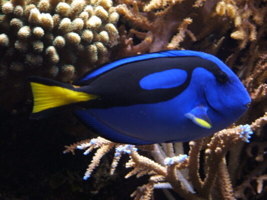 Mavi Cerrah Balığı (Paracanthurus hepatus) |commons:File:Blue tang (Paracanthurus hepatus) 02.jpg