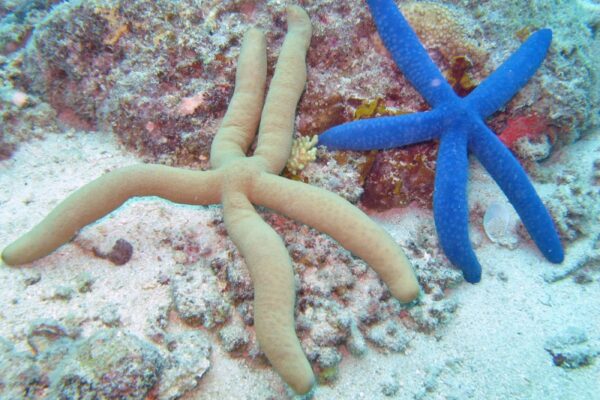 Mavi Linckia Linckia laevigata