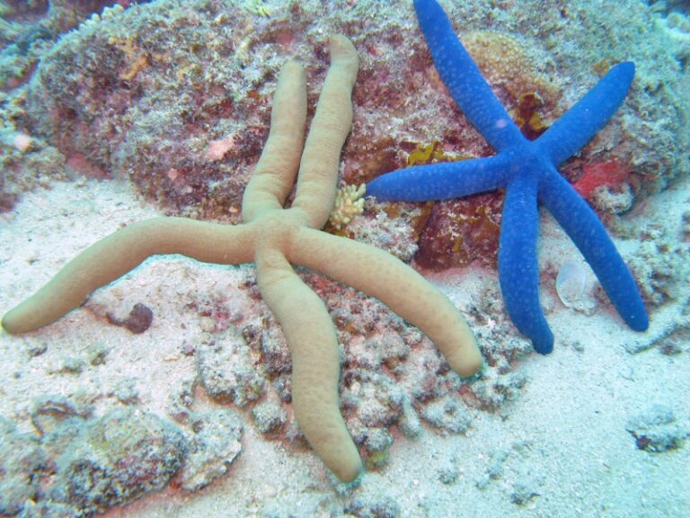 Mavi Linckia Linckia laevigata