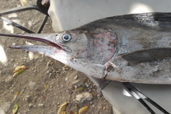 Mavi Marlin Makaira nigricans