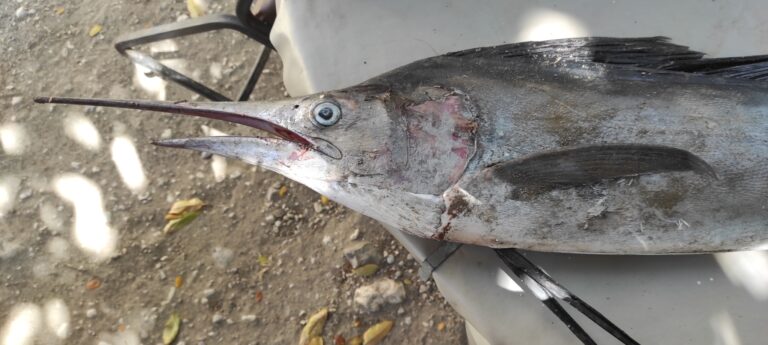Mavi Marlin Makaira nigricans
