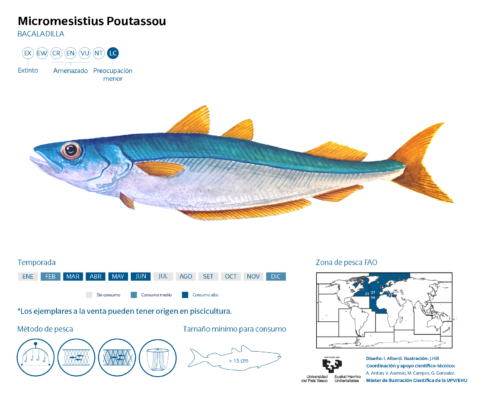 mavi mezgit baligi (Micromesistius poutassou) |commons:File:Ilustración Micromesistius Poutassou.png