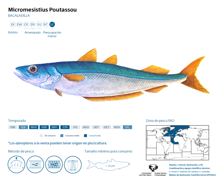 mavi mezgit baligi (Micromesistius poutassou) |commons:File:Ilustración Micromesistius Poutassou.png