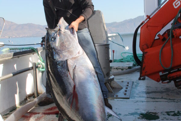 Mavi Orkinos Thunnus thynnus