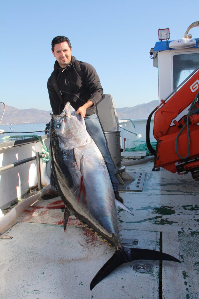 Mavi Orkinos Thunnus thynnus