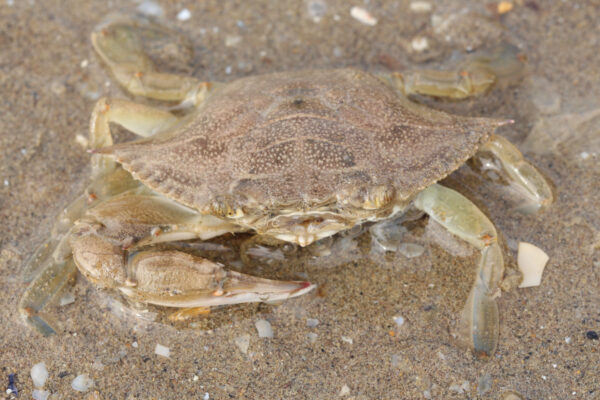 Mavi Yengeç Callinectes sapidus