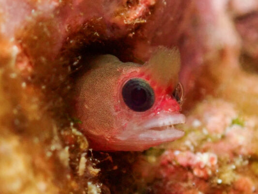 Mccoskerichthys sandae (Mccoskerichthys sandae) |commons:File:Mccoskerichthys sandae.jpg