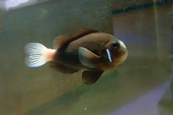 McCulloch Clown Amphiprion mccullochi