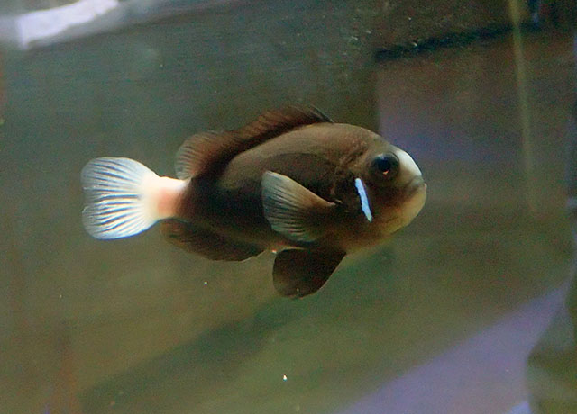 McCulloch Clown Amphiprion mccullochi
