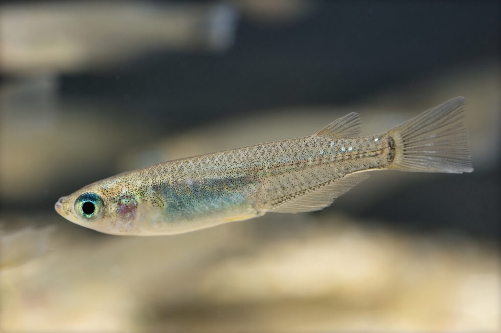 Medaka (Oryzias latipes) |commons:File:Oryzias latipes(Hamamatsu,Shizuoka,Japan,2007)-1.jpg
